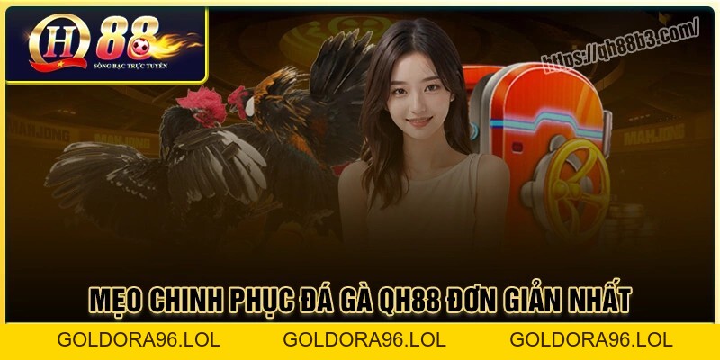 Đá gà QH88 - Sân chơi đá gà trực tuyến uy tín an toàn