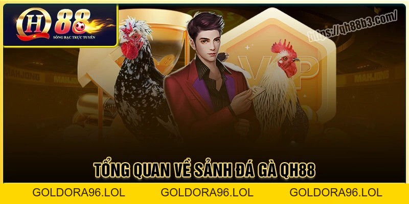 Đá gà QH88 - Sân chơi đá gà trực tuyến uy tín an toàn